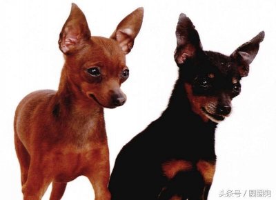 世界名犬-迷你杜宾(迷你笃宾、鹿犬)玩具犬类