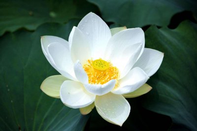 ​古代女人的第一酷刑铁莲花有多可怕？让女犯人生不如死