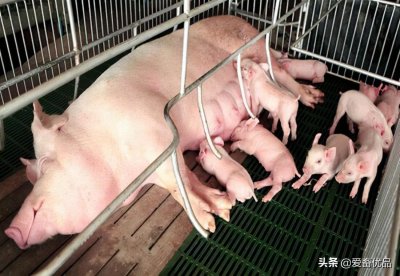 ​母猪难产怎么办？这三个绝招，养母猪的朋友一定要收藏