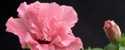 ​盆栽木槿花怎么养