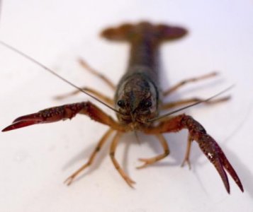 ​明虾和基围虾的区别