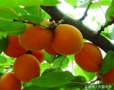 植物知识科普,小编带你了解金太阳杏