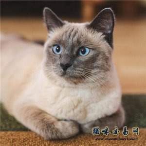 ​猫咪品种之「暹罗猫」价格多少钱一只 暹罗猫容易饲养吗