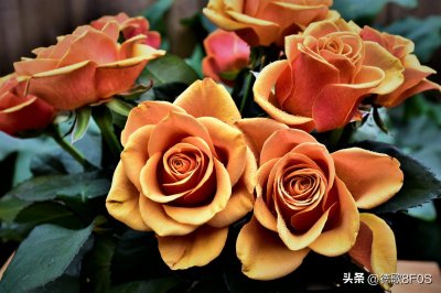 ​世界上最美丽的 10 朵花，你知道几个？