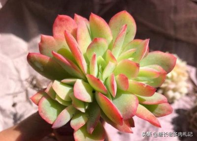 ​喜欢缀化多肉？那养绮罗就对了，它是很难找到正常形态的多肉品种