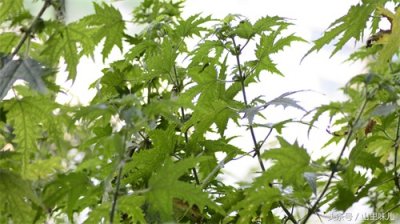 ​在农村与“八角丁”其名的神物“活麻草”！