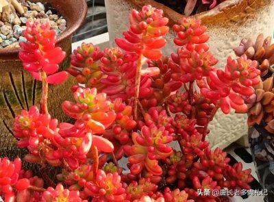 ​养多肉虹之玉和乙女心，做到4点并注意2点，冬天上色既水灵又好看