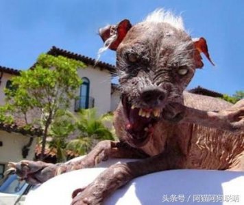 ​世界上最丑的狗排行榜