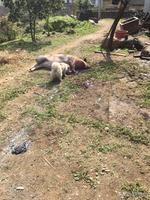 农村杀猪全过程，一组图带你回忆儿时的杀猪场景