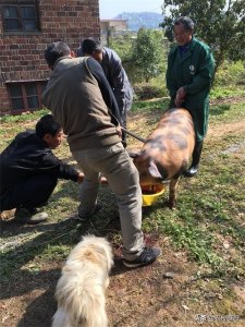 ​农村杀猪全过程，一组图带你回忆儿时的杀猪场景