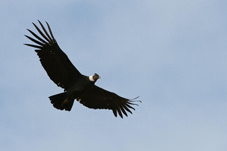 世界上最大的飞禽，翼展超3米，雄性和雌性在喙部存在不同之处