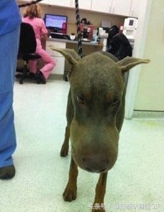 ​每日搞笑图片：狗狗被蜜蜂蛰了的图片，二哈的那张我差点笑抽了