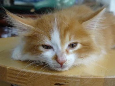 ​猫细小——夺走你爱喵生命的杀手！