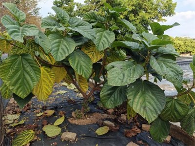 ​可以吃的大果榕！