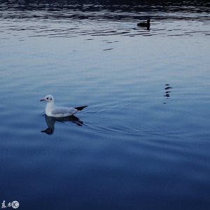 ​红嘴鸥 俗称水鸽子 喜爱人类 您喂食过它面包没有
