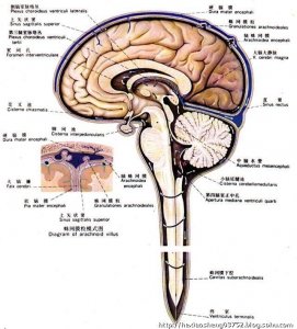 ​《人体解剖学》蛛网膜下腔