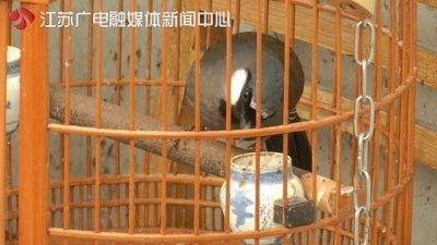 ​鹩哥对他说了声“你好” 男子便将其偷走：它太可爱了