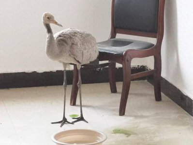 ​南漳县救助一只国家二级保护动物灰鹤
