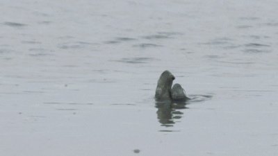 ​“逆天狂徒”过山鲫：上可登岸翻山岭，下可水中欺鱼虾，谁敢惹我