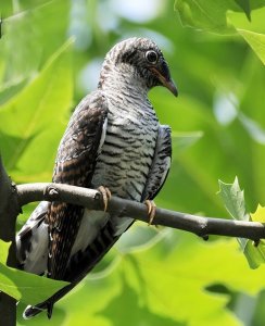 ​布谷鸟的故事