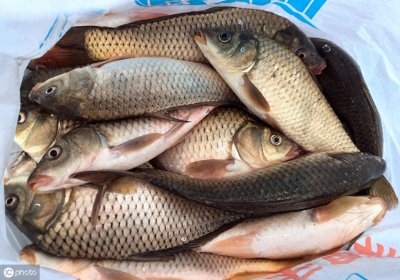 ​关于搓饵的两三事