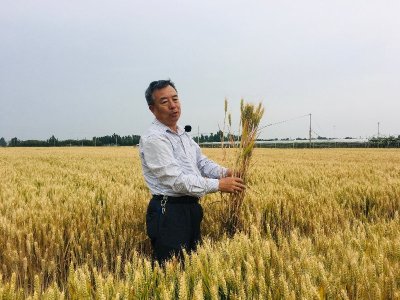 ​亩产最高812.2公斤“鲁原502”成我国三大主推小麦之一