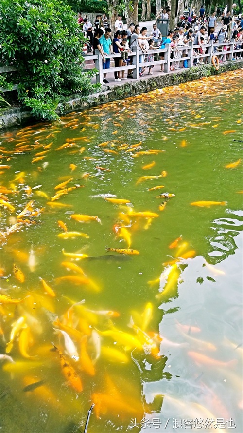 国家级AAAAA景区——广州市白云山风景名胜区,简约之美