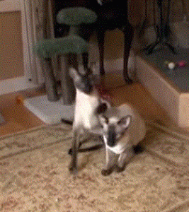 ​挖煤工暹罗猫是种怎样的猫咪？出身贵族，猫中二哈，你值得拥有