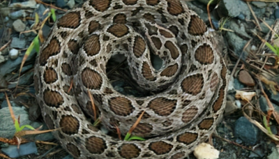 ​亚洲冠军杀人蛇，外号“肾亏蛇”的圆斑蝰，其实并不会让人肾亏