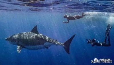​身长6米超级大白鲨，是现存世界上最大的白鲨，年龄超过50多岁