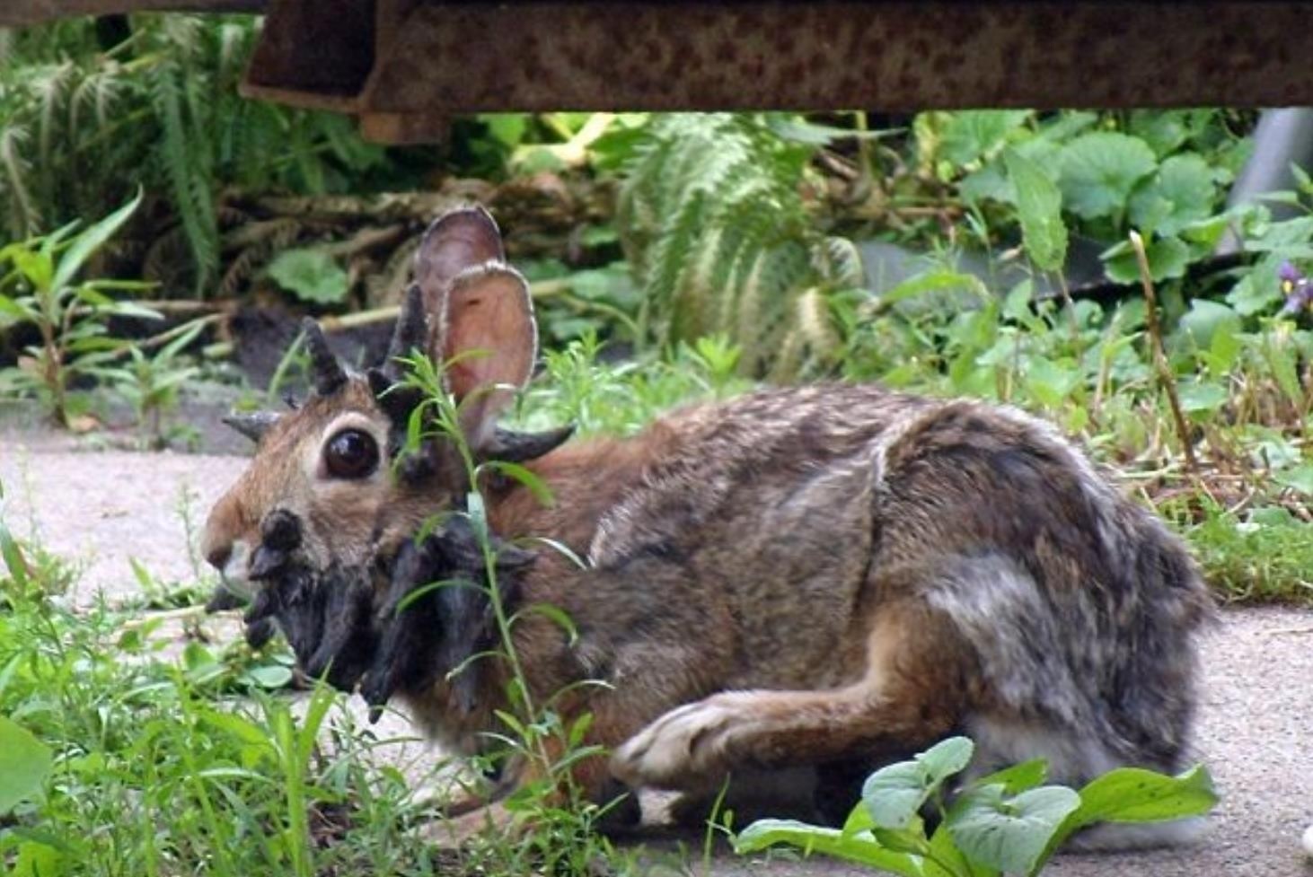 兔子头部长满黑色“鹿角”，专家的解释遏制了其为鹿角兔的传言
