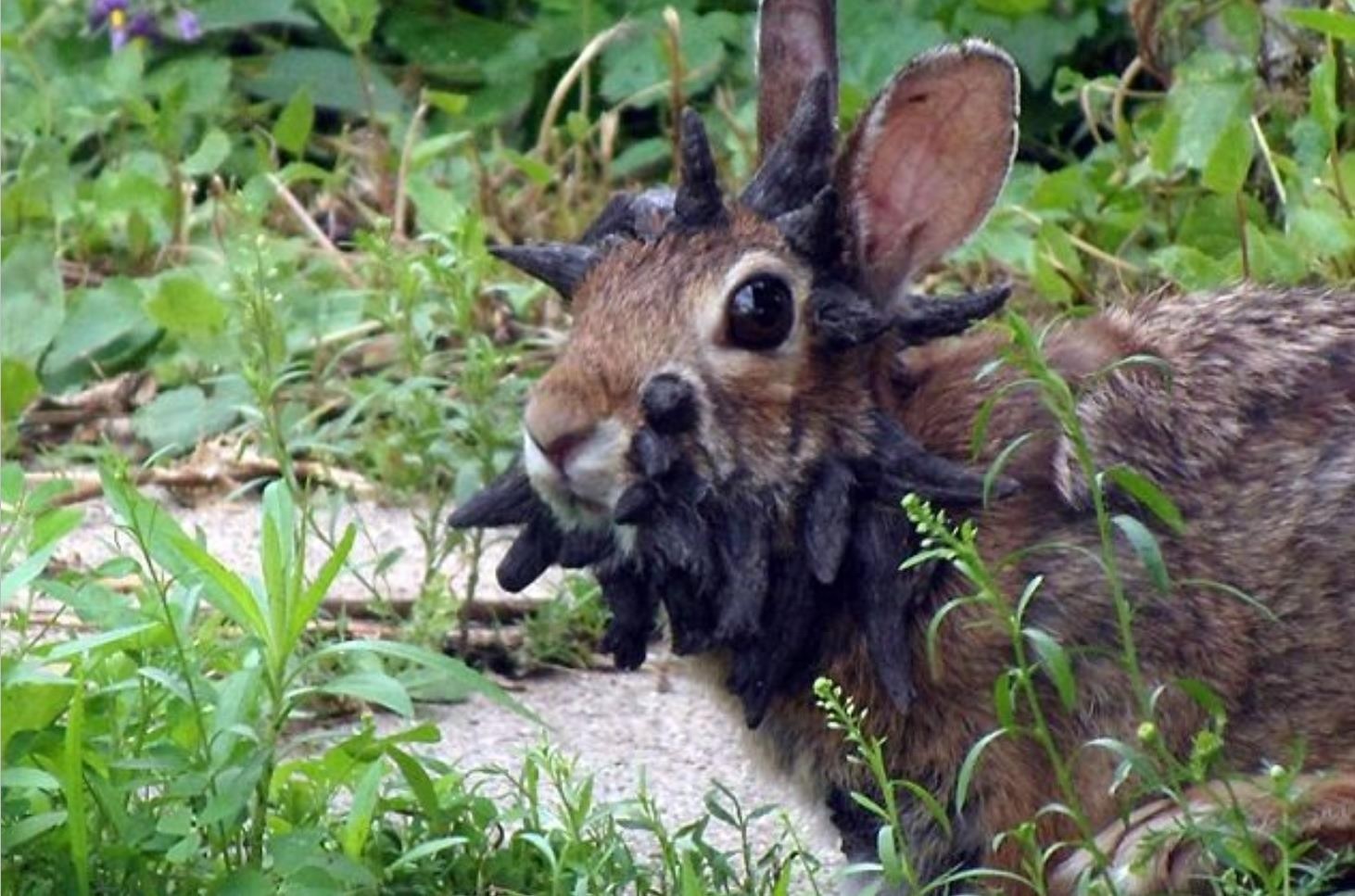 兔子头部长满黑色“鹿角”，专家的解释遏制了其为鹿角兔的传言