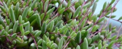 ​紫玄月的繁殖方法