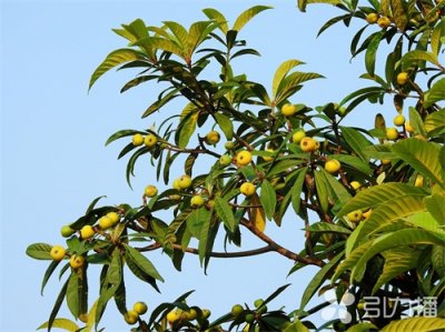 苏州:西山青种枇杷20日左右大量上市