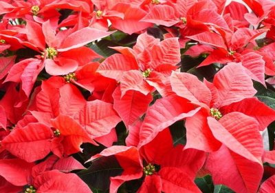 ​一品红花怎么养？精准的配土和施肥，养好不困难