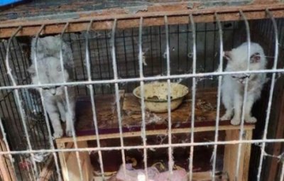 “后院猫”是什么意思_最可怕的果然还是人心啊!