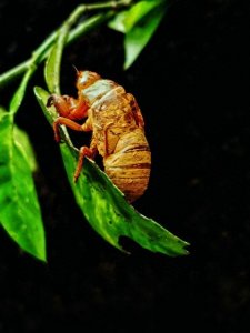 ​揭秘！全网爆火的八步赶蝉神技