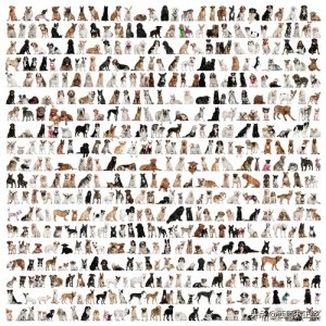 ​【福利】450只狗的品种高清图，你喜欢哪个？