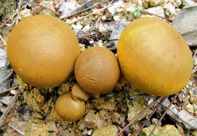 ​唐县农村雨后的“马皮泡”赛云南白药，听说还是美食