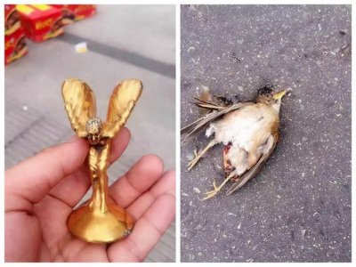 劳斯莱斯和鸟相撞 小金人被撞掉小鸟当场死亡