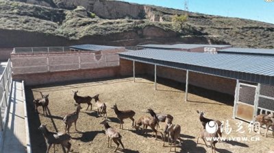 府谷县新民镇:种养循环串出生态“致富链”