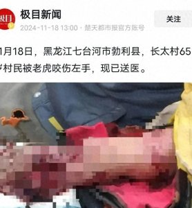 ​老虎伤人事件：人类与野生动物共存的困境