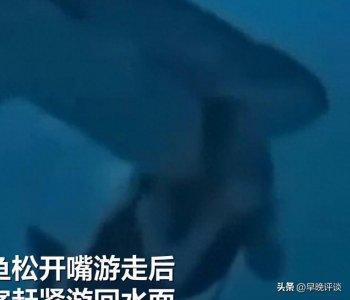 ​中国女游客被鲨鱼咬头，缝了40多针保住命，这事能吹一辈子了
