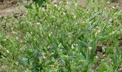 高收益、药用价值,王不留行成农民新宠