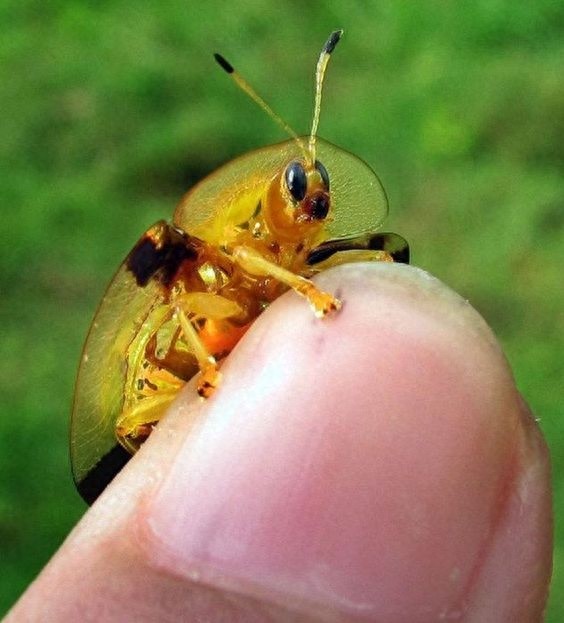 惊艳透明的金色甲虫