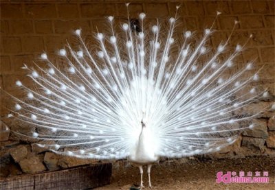 ​济南：白孔雀罕见开屏，“仙气十足”惊艳游客