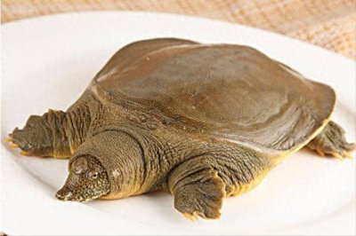 ​湖北大叔养殖甲鱼有妙招，一只甲鱼600元，年销售额突破6000万元