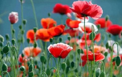 "毒品的危害及预防:认识毒品,珍爱生命"