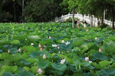 ​端午假期市民游园赏花勿扎堆，深圳洪湖公园荷花花期持续至8月初