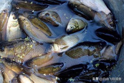 ​春季野钓鲫鱼的一些技巧！